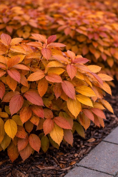 White Gold Japanese Spirea осіннє забарвлення листя